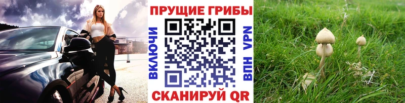 Псилоцибиновые грибы ЛСД  наркота  Сортавала 